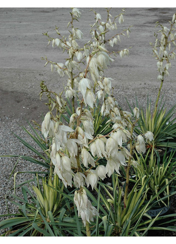 YUCCA filamentosa GOLDEN SWORD