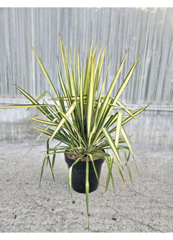 YUCCA filamentosa GOLDEN SWORD En pot de 10-12 litres