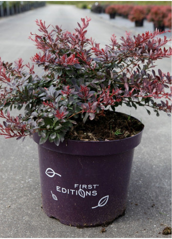 BERBERIS thunbergii CABERNET En pot de 10-12 litres