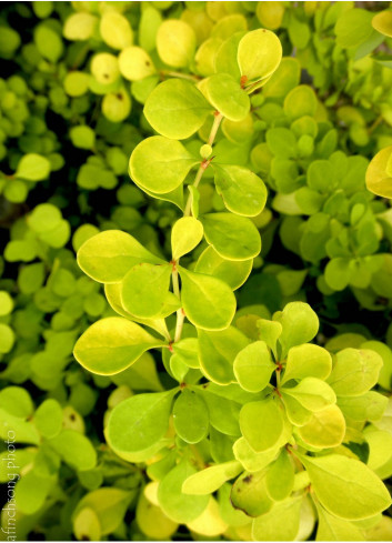 BERBERIS thunbergii AUREA