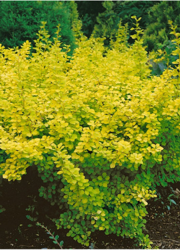 BERBERIS thunbergii AUREA