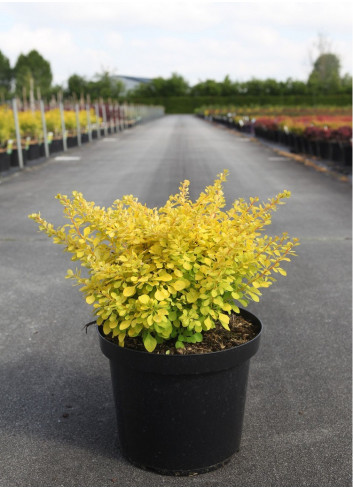 BERBERIS thunbergii AUREA En pot de 10-12 litres