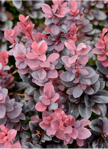 BERBERIS thunbergii CONCORDE