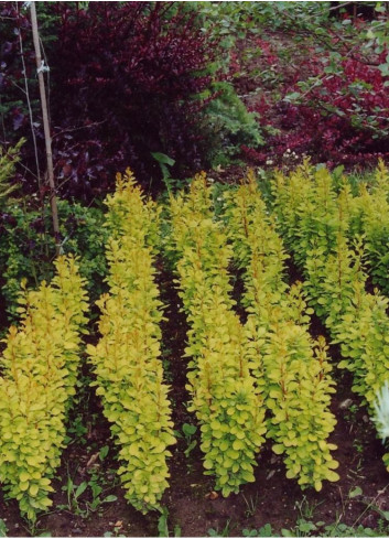 BERBERIS thunbergii GOLDEN ROCKET