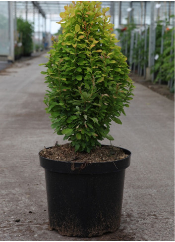 BERBERIS thunbergii GOLDEN ROCKET En pot de 10-12 litres