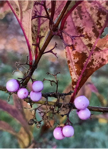 CALLICARPA kwangtungensis