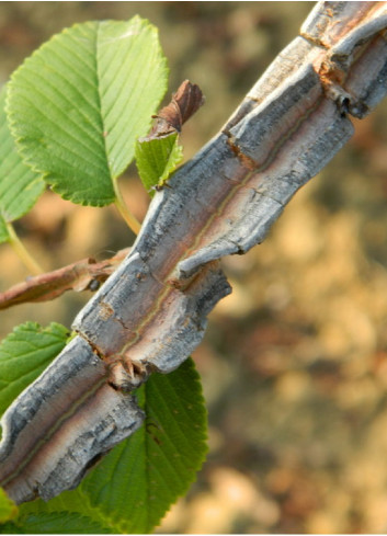 ULMUS minor SUBEROSA