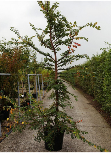 ULMUS minor SUBEROSA En pot de 70-90 litres forme buisson hauteur 250-300 cm