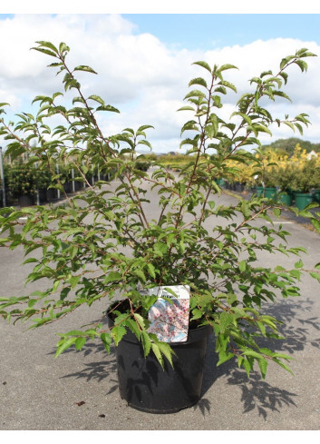 PRUNUS incisa MIKINORI En pot de 10-12 litres