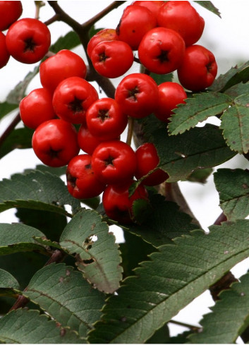 SORBUS aucuparia SHEERWATER SEEDLING