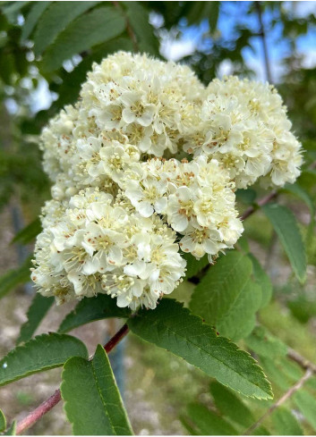 SORBUS aucuparia SHEERWATER SEEDLING