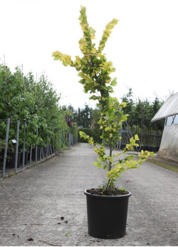 ULMUS hollandica WREDEI En pot de 15-20 litres