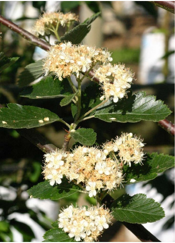 SORBUS intermedia BROUWERS