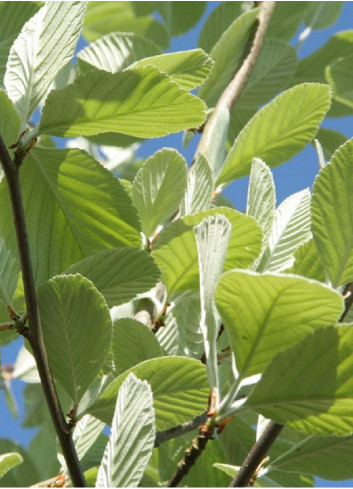 SORBUS aria LUTESCENS