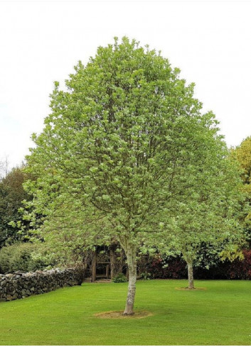 SORBUS aria LUTESCENS