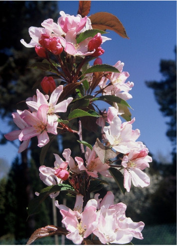 MALUS RED OBELISK®