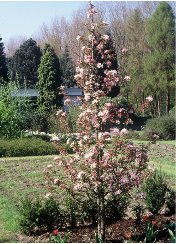 MALUS RED OBELISK®