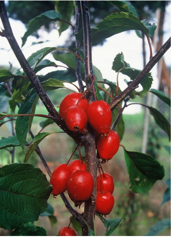 MALUS RED OBELISK®