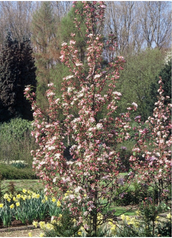 MALUS RED OBELISK®