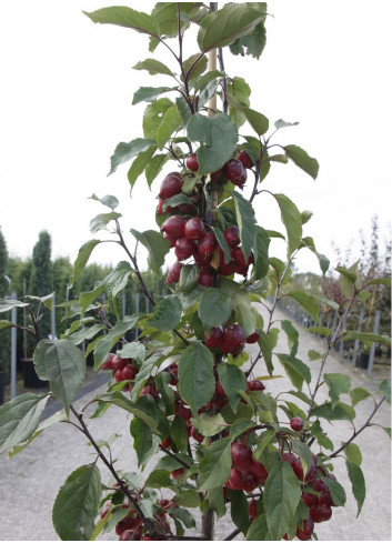 MALUS RED OBELISK®