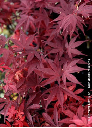 ACER palmatum FIREGLOW