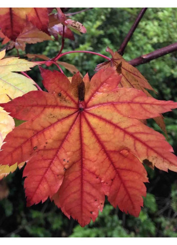 ACER japonicum VITIFOLIUM