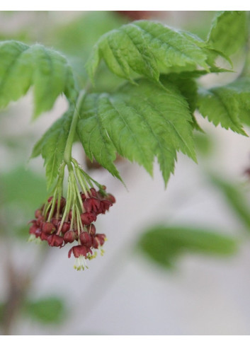 ACER japonicum VITIFOLIUM