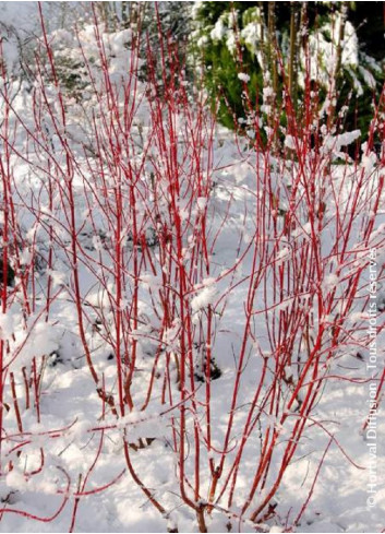 CORNUS alba BATON ROUGE