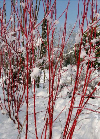 CORNUS alba BATON ROUGE