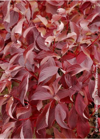 CORNUS alba BATON ROUGE