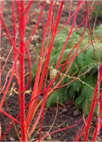 CORNUS alba BATON ROUGE