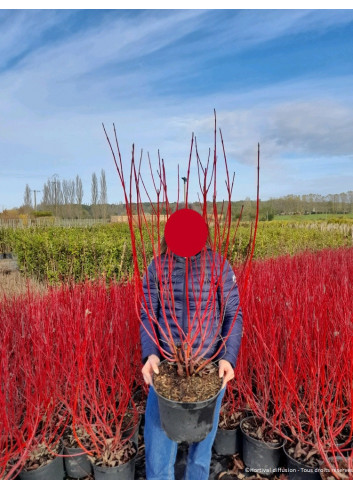 CORNUS alba BATON ROUGE En pot de 10-12 litres