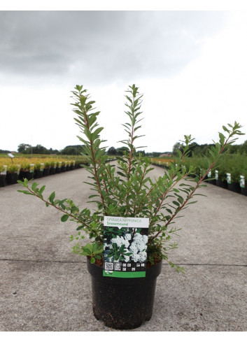 SPIRAEA nipponica SNOWMOUND En pot de 3-4 litres