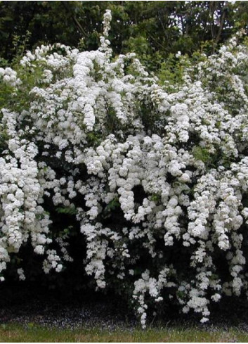 SPIRAEA vanhouttei