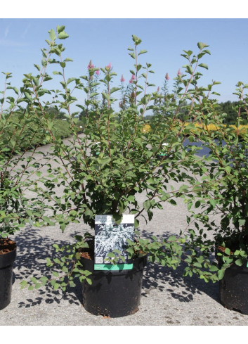 SPIRAEA vanhouttei En pot de 4-5 litres