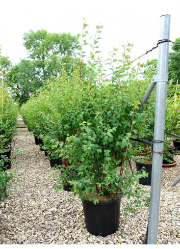 SPIRAEA vanhouttei En pot de 25-30 litres