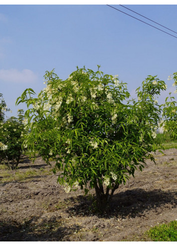 STAPHYLEA colchica