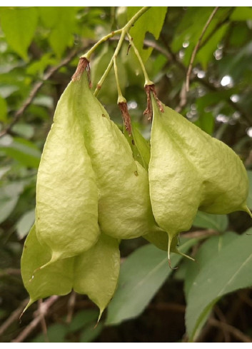 STAPHYLEA colchica