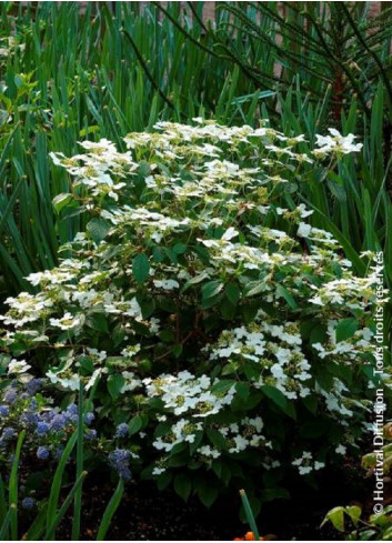 VIBURNUM plicatum WATANABE