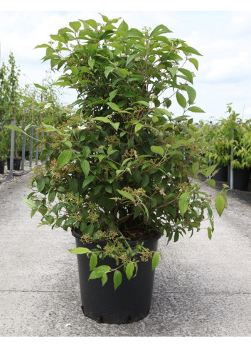 VIBURNUM plicatum WATANABE En pot de 25-30 litres 