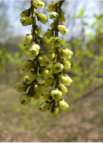 STACHYURUS praecox