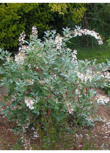 ZENOBIA pulverulenta BLUE SKY