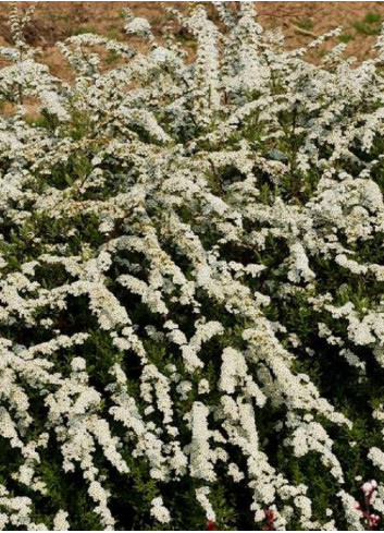 SPIRAEA cinerea GREFSHEIM