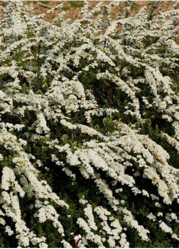 SPIRAEA cinerea GREFSHEIM