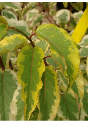 STACHYURUS chinensis JOY FOREVER