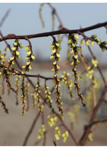 STACHYURUS chinensis JOY FOREVER