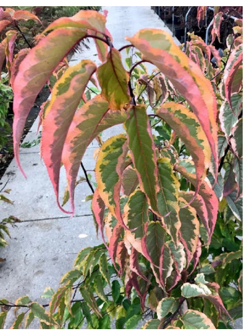 STACHYURUS chinensis JOY FOREVER