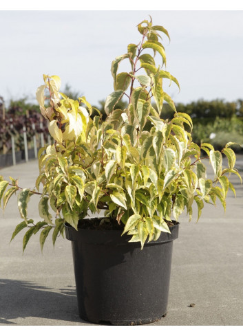 STACHYURUS chinensis JOY FOREVER En pot de 10-12 litres