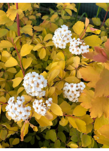 SPIRAEA vanhouttei GOLD FOUNTAIN