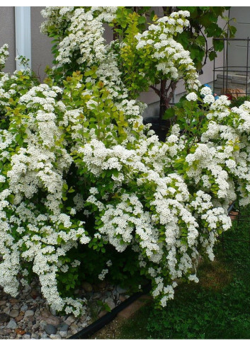 SPIRAEA vanhouttei GOLD FOUNTAIN